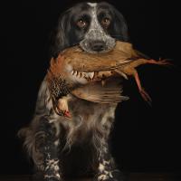 Dottie with Partridge by Darren Summers