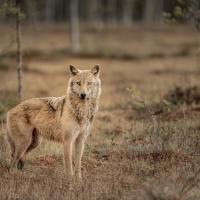 Wild Wolf Encounter by Darren Summers